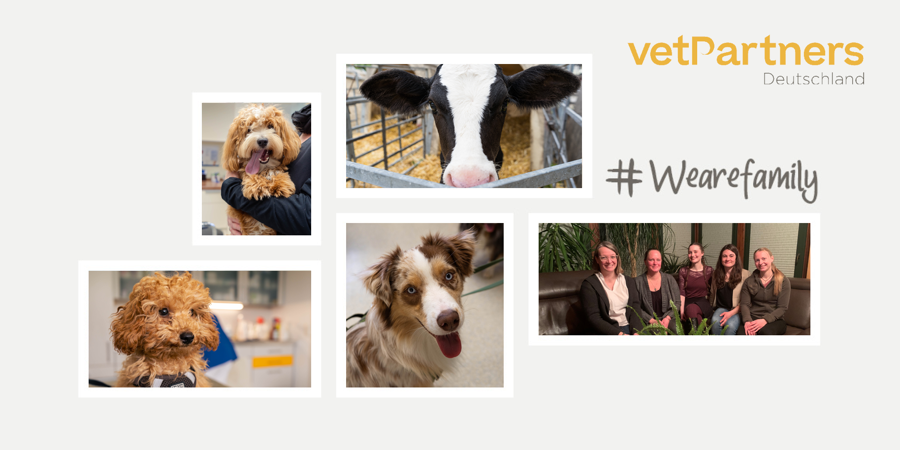 Teaserbild Tierarztpraxis Wollenberg